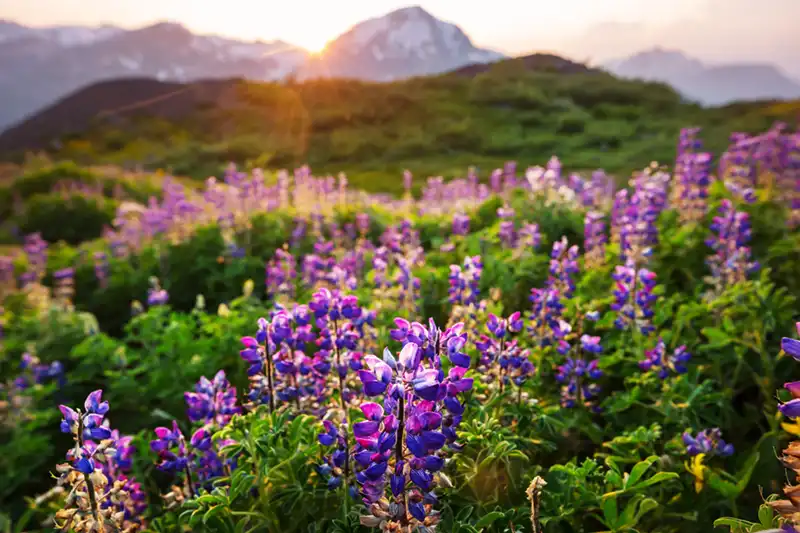 Mountain flowers